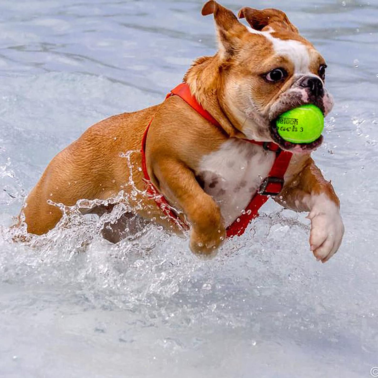 Pressure Training Tennis Balls-12 or 18 Count-Mesh Carry Bagļ¼4 Colors Availableļ¼Pressureless Training Exercise Tennis Balls for Beginners.